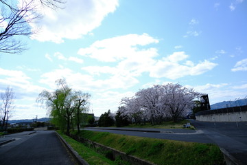 桜～運動公園～