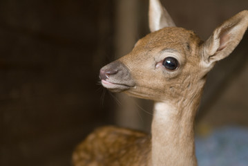 Portrait de petits chevreuils au milieu d'une foret en Europe durant l'été.