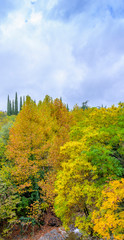 Fototapeta premium Beautiful lush highland forest with lush greens