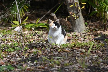 三毛猫の眼差し