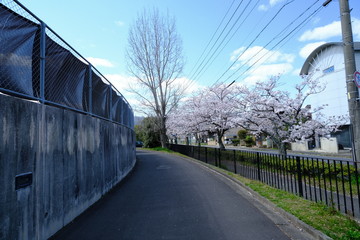 桜～運動公園～