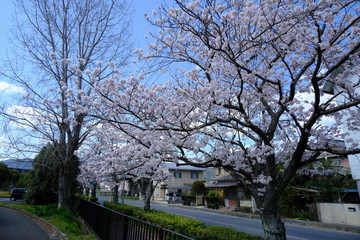 桜～運動公園～