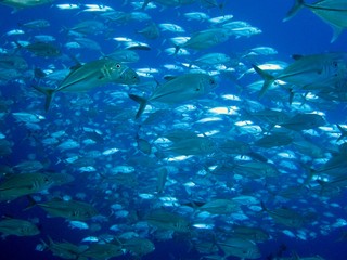 海を泳ぐ灰色の魚の群れ