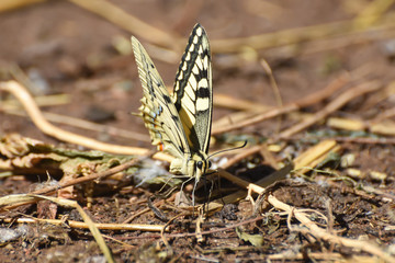 Swallowtail butterfly, Papilio machaon. Yellow swallowtail butterfly in nature
