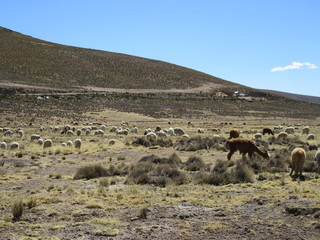 International Wonderful Travel In Peru