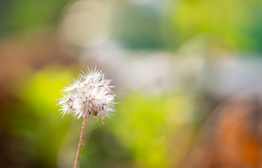 White blossoming grass on colorful blur nature background