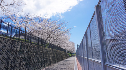 Fototapeta na wymiar 線路沿いの道に咲き乱れる桜と青空と雲
