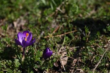 パープルのクロッカス