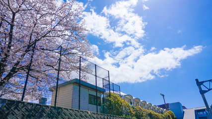 桜の咲く校庭と青い空。青春の風景。
