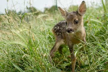 Portrait de petits chevreuils au milieu d'une foret en Europe durant l'été.