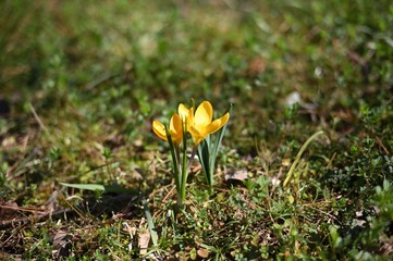 黄色のクロッカス