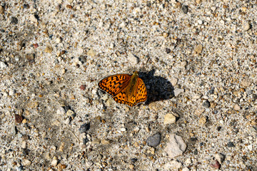 Fototapeta na wymiar first spring orange butterfly, with spread wings, sits on the pavement and basks in the sun.