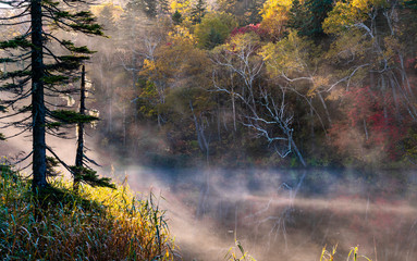 Fototapeta na wymiar A pond of silence where the morning mist dances