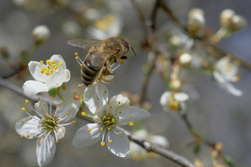 Pszczoła - zapylanie - kwiaty - pręciki, słupek, pyłek, wiosna - obrazy, fototapety, plakaty