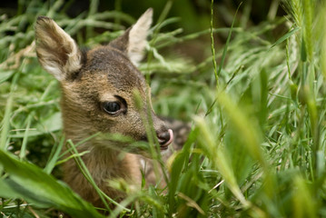Portrait de petits chevreuils au milieu d'une foret en Europe durant l'été.