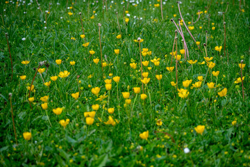 Beautiful scene of lovely small yellow flowers among fresh green grass for background  and wallpaper, copy space