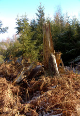 a clearing in the nature reserve Urwald Sababurg with a tree broken off by the storm