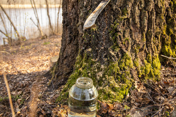 Drops of birch juice filled the can