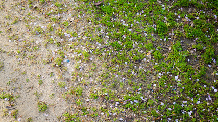 砂浜の野草と小さな花。背景・テクスチャ用