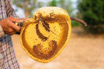 The wild bee hive looks so sweet, Asian looks beautiful.