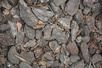 Pieces of bark. Pieces of bark texture background. Pieces of bark close up