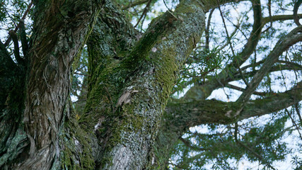 薄暗くなった時間に撮影した樹木