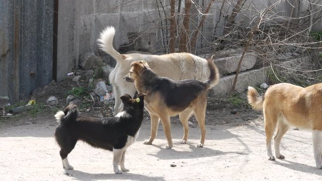 Flock of street dogs walks near the gates of the plant. Dogs guard the territory of the enterprise along the perimeter of the fence and receive food and shelter for this.
