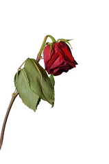There is a withered rose on the white background