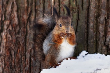 Obraz premium squirrel