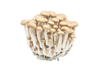 Hon-shimeji or buna shimeji mushroom isolated white background