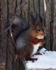 squirrel