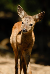 Portrait de petits chevreuils au milieu d'une foret en Europe durant l'été.