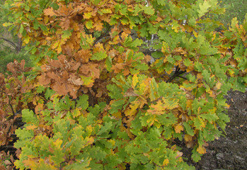 oak tree in autumn forest