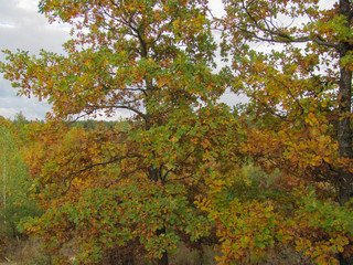 Naklejka premium oak tree in autumn forest