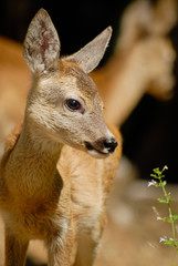 Portrait de petits chevreuils au milieu d'une foret en Europe durant l'été.