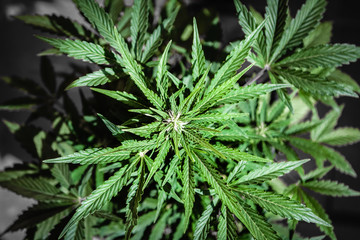 Cannabis female plant, flowering period