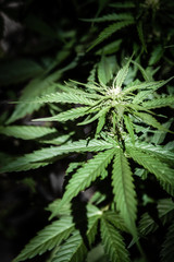 Naklejka na ściany i meble Cannabis female plant, flowering period
