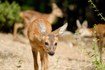 Portrait de petits chevreuils au milieu d'une foret en Europe durant l'été.