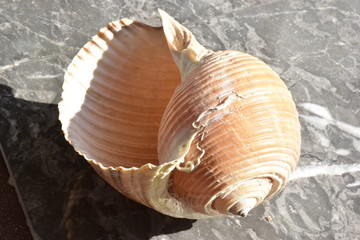 Tonna galea. Conchiglia di un mollusco gasteropodi più grande del Mediterraneo,  25 cm di lunghezza. Sicilia 