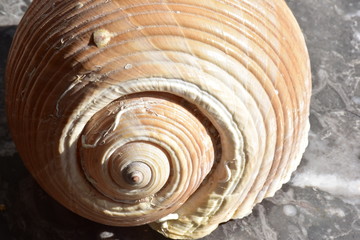 Tonna galea. Conchiglia di un mollusco gasteropodi più grande del Mediterraneo,  25 cm di lunghezza. Sicilia 