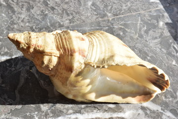 tritone del mediterraneo, conchiglia gigante di mollusco gasteropode