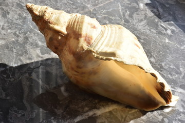  Tritone,  (Charonia tritonis (Linnaeus, 1758)) è un mollusco gasteropode appartenente alla...