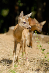 Portrait de petits chevreuils au milieu d'une foret en Europe durant l'été.