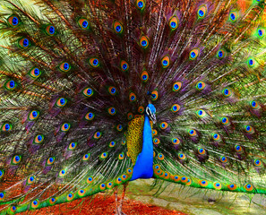 Obraz premium Portrait of a colorful dancing peacock . Peacock close up portrait. Peacock wallpaper and backgrounds.