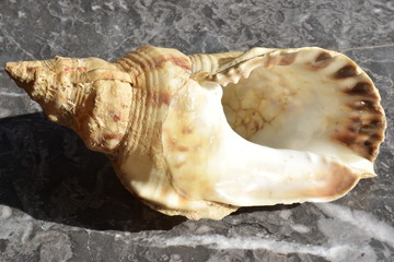  Tritone,  (Charonia tritonis (Linnaeus, 1758)) è un mollusco gasteropode appartenente alla famiglia Ranellidae, una conchiglia che può raggiungere grandi dimensioni. Sicilia mare mediterraneo