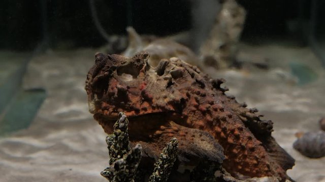 Poisonous stonefish perfectly camouflaged among colorful coral reefs underwater.
