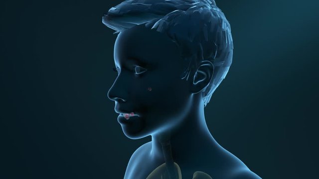 Coronavirus, inflammation of the lungs, droplet transmission through mouth, nose or eyes, infection route of viral respiratory disease, 3d educational animation