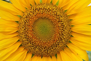 Close up  of big Sunflower