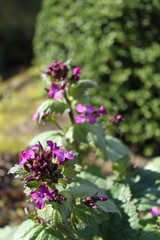 the silver penny (Lunaria annua) in the flowering phase