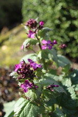 the silver penny (Lunaria annua) in the flowering phase